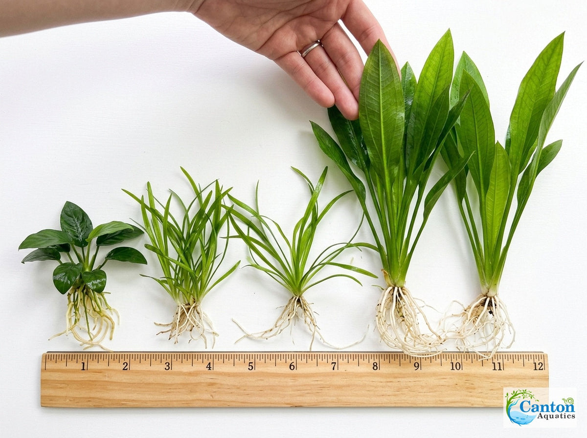 Aquarium Plant Bundle product image 10