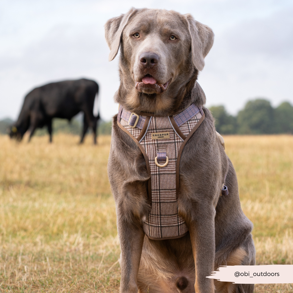 Dog Walking Harness product image 5