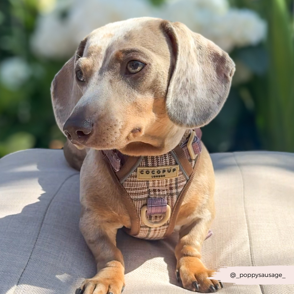 Dog Walking Harness product image 6