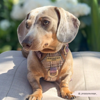 Dog Walking Harness product image 6