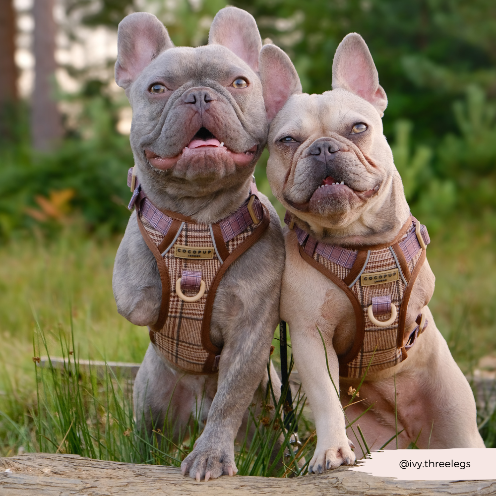 Dog Walking Harness product image 7