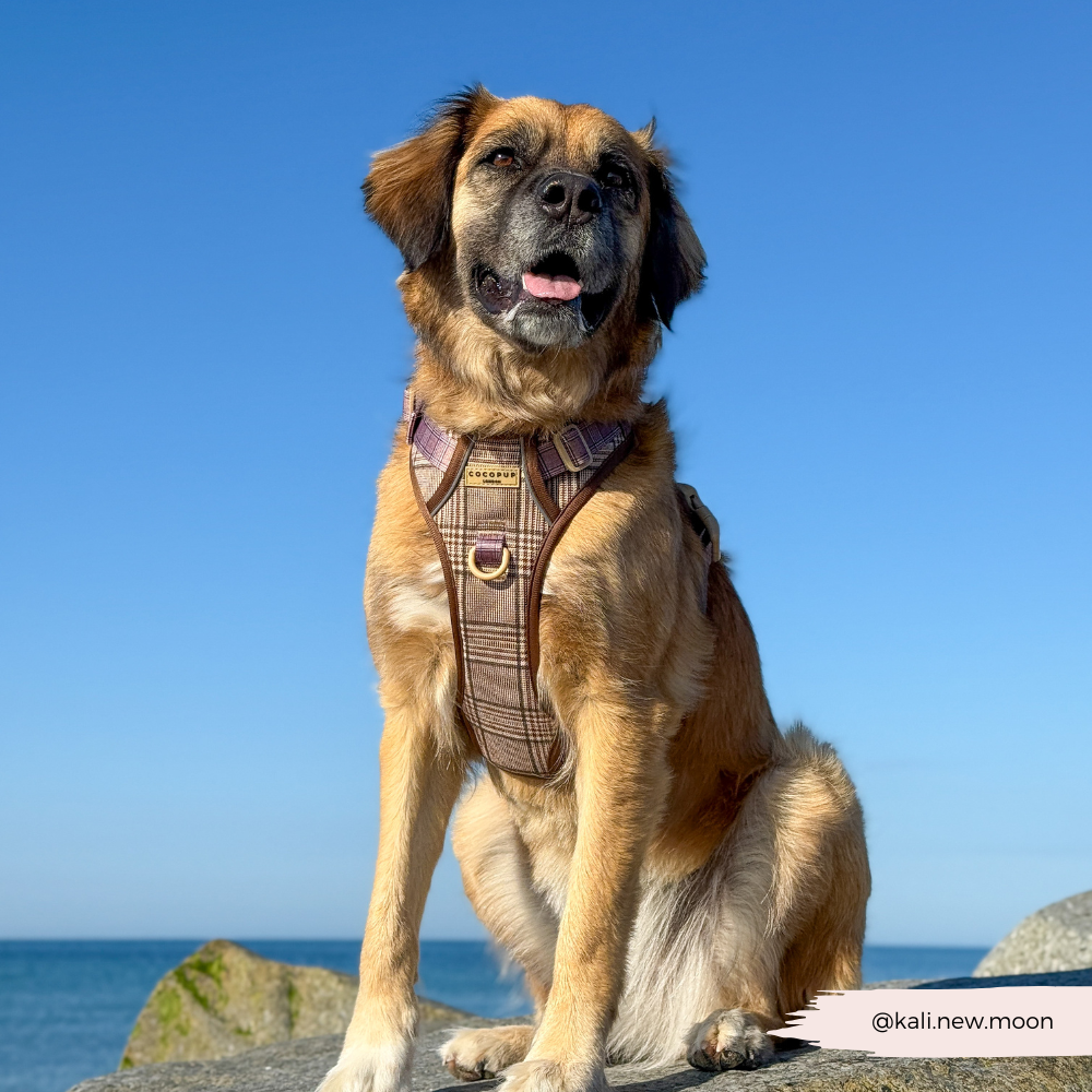 Dog Walking Harness product image 8