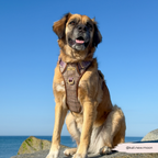 Dog Walking Harness product image 8