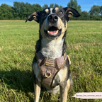 Dog Walking Harness product image 9