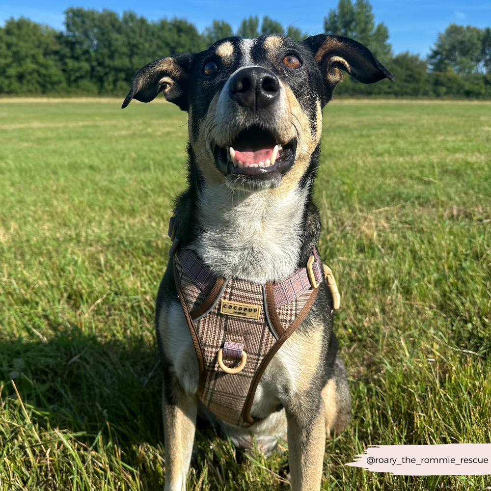 Dog Walking Harness product image 9