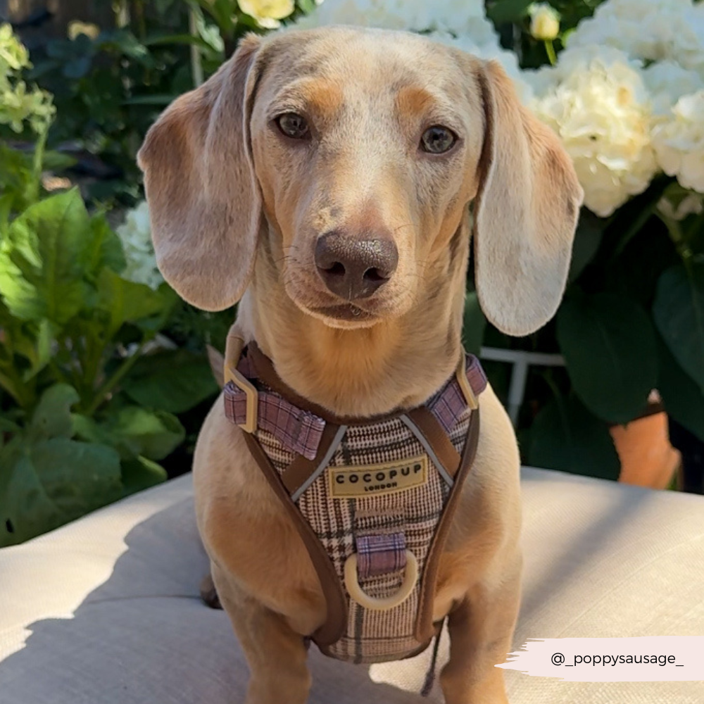 Dog Walking Harness product image 10