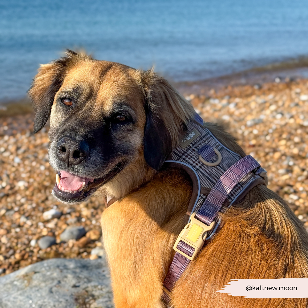 Dog Walking Harness product image 13