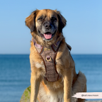 Dog Walking Harness product image 14
