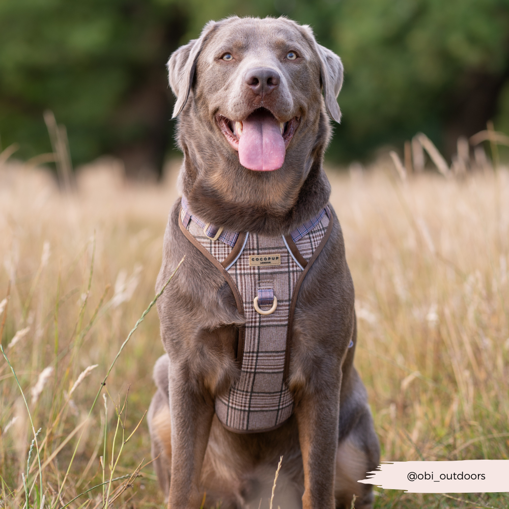 Dog Walking Harness product image 15