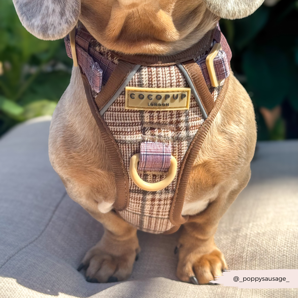 Dog Walking Harness product image 16