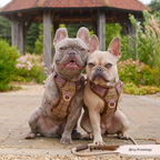 Dog Walking Harness product image 17