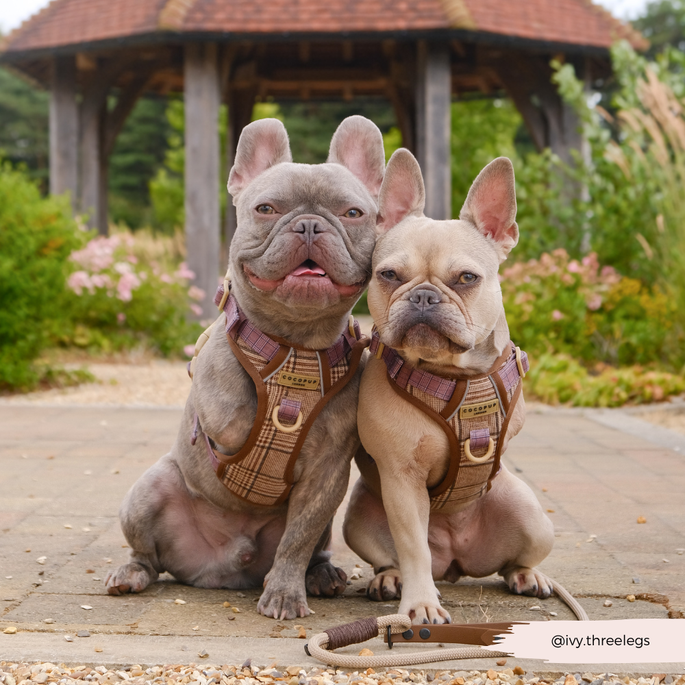 Dog Walking Harness product image 17