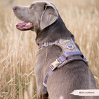 Dog Walking Harness product image 19