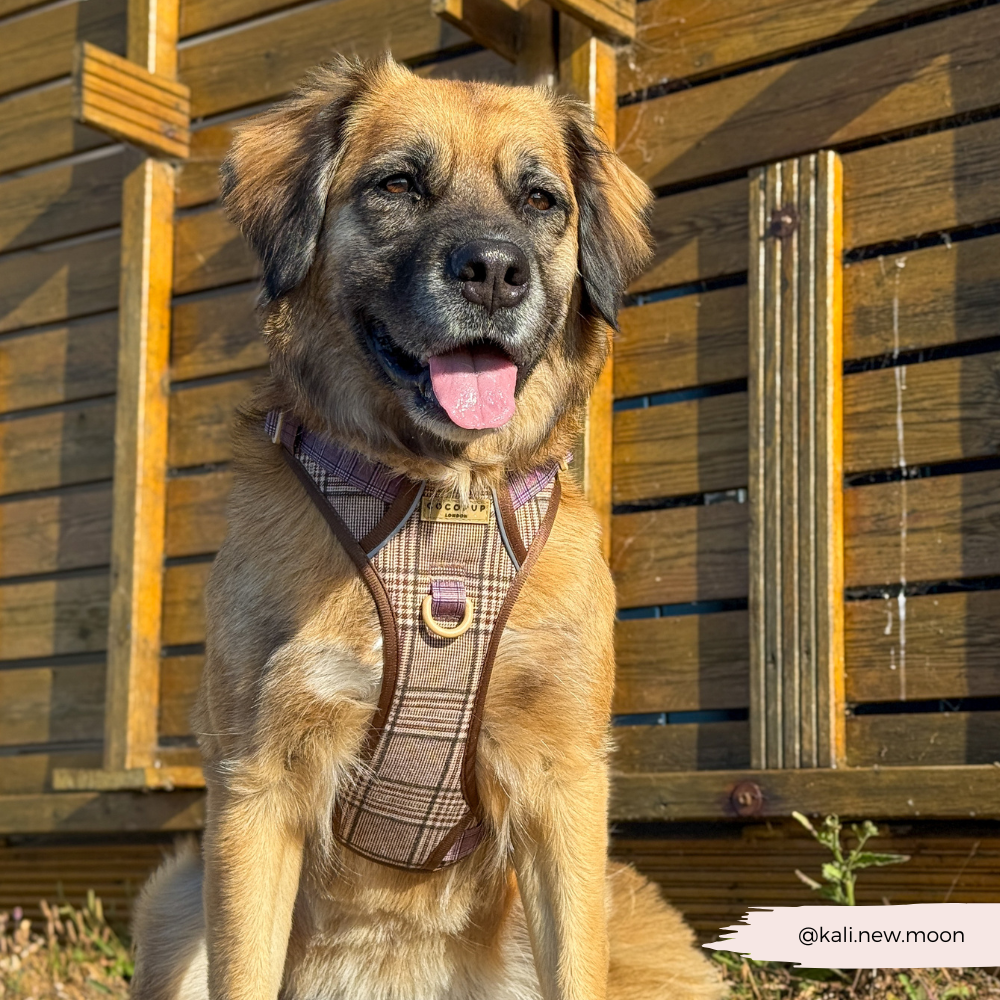 Dog Walking Harness product image 20