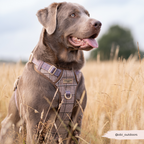 Dog Walking Harness product image 21
