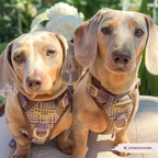 Dog Walking Harness product image 22
