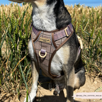 Dog Walking Harness product image 23