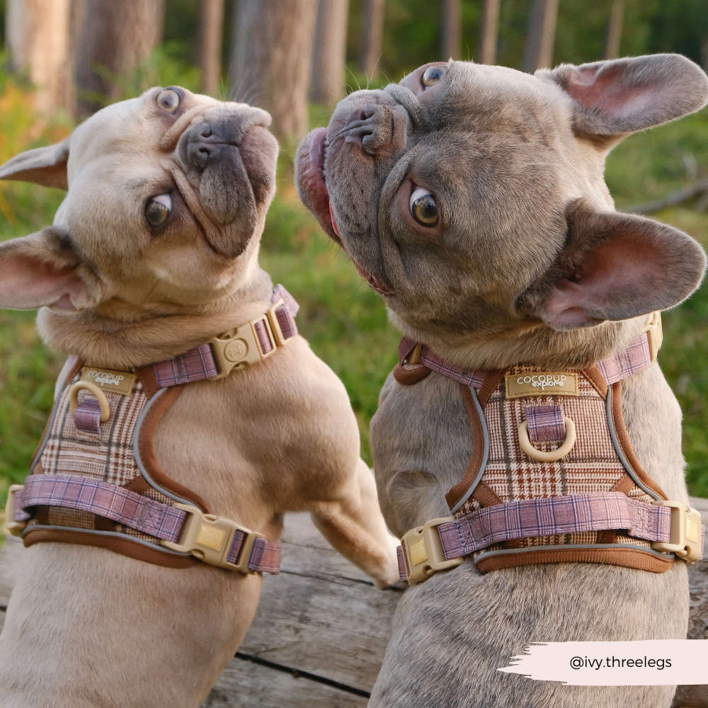 Dog Walking Harness product image 26