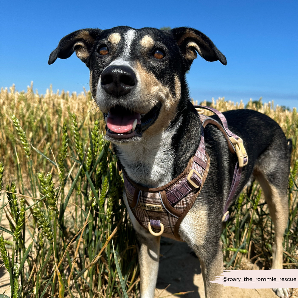 Dog Walking Harness product image 27