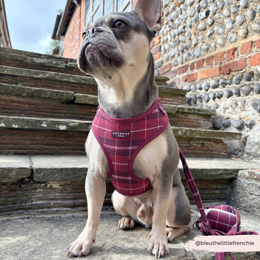 Adjustable Dog Harness product image 7
