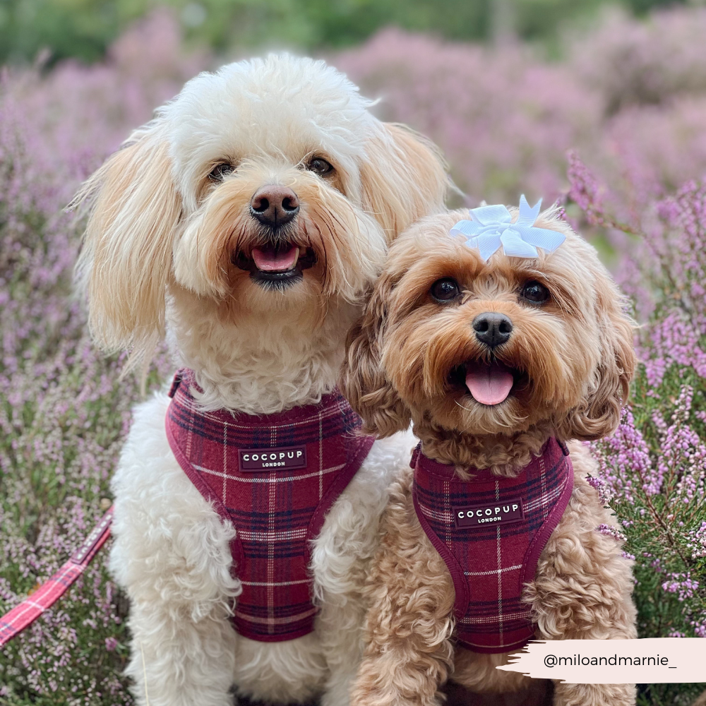Adjustable Dog Harness product image 9