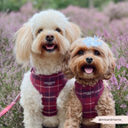 Adjustable Dog Harness product image 9
