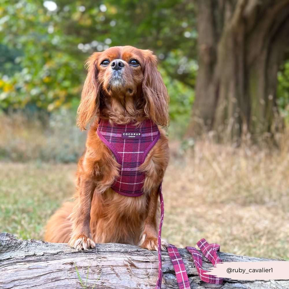 Adjustable Dog Harness product image 10