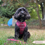 Adjustable Dog Harness product image 12