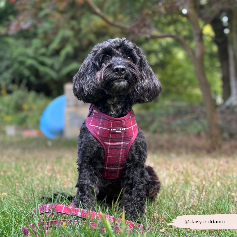 Adjustable Dog Harness product image 12