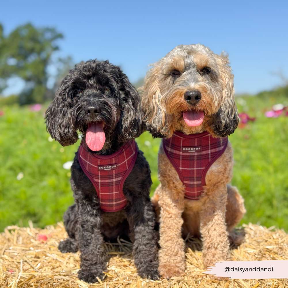 Adjustable Dog Harness product image 13