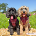 Adjustable Dog Harness product image 13