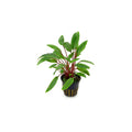Live Aquarium Plant product image 1