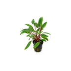Live Aquarium Plant product image 1