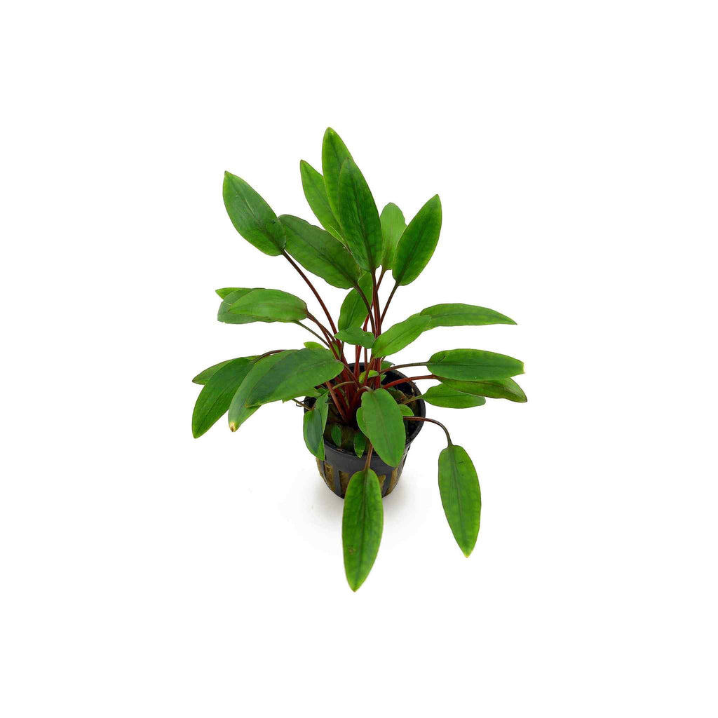 Live Aquarium Plant product image 2