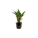 Live Aquarium Plant product image 3