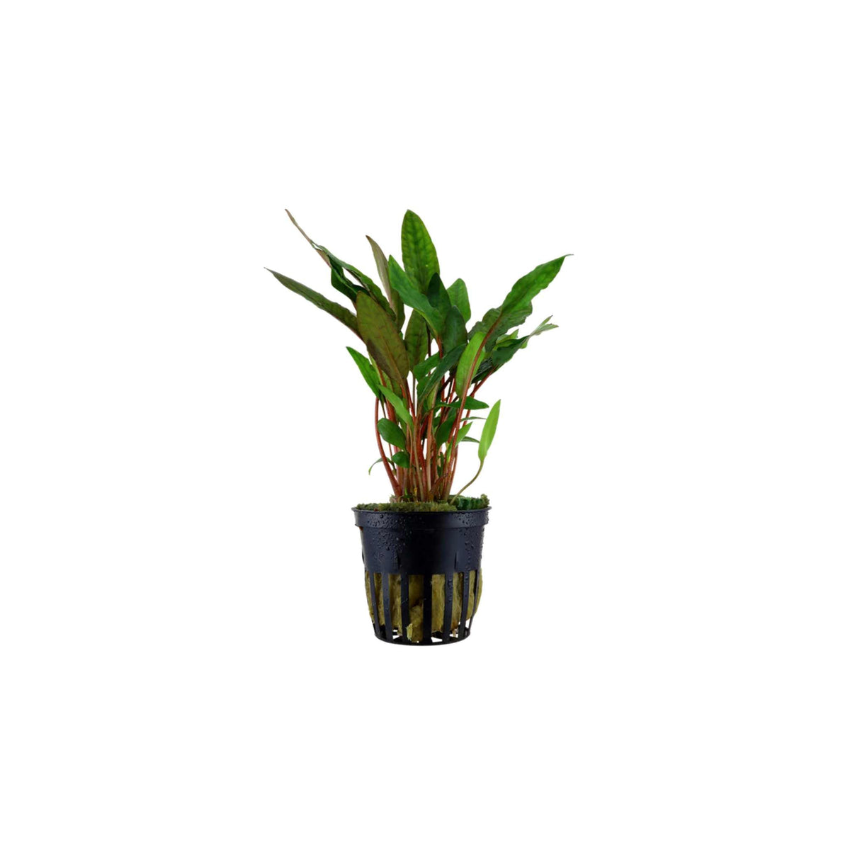 Live Aquarium Plant product image 3