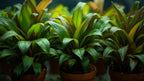 Live Aquarium Plant product image 4