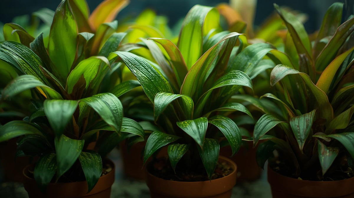 Live Aquarium Plant product image 4