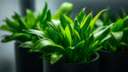 Live Aquarium Plant product image 5
