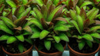 Live Aquarium Plant product image 6
