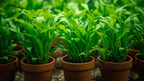 Live Aquarium Plant product image 7