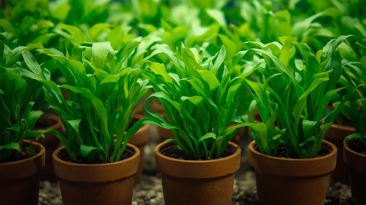 Live Aquarium Plant product image 7