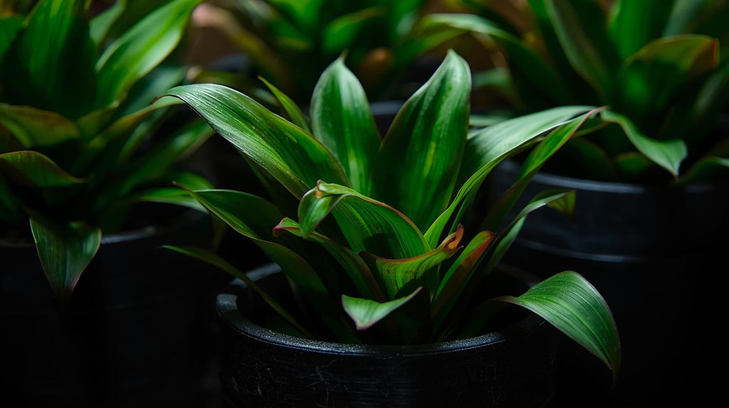 Live Aquarium Plant product image 10