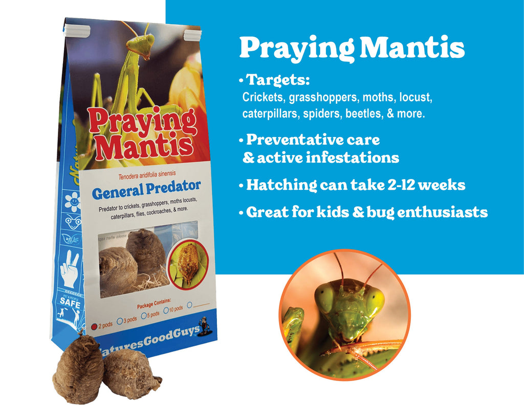 Praying Mantis Egg Cases product image 1