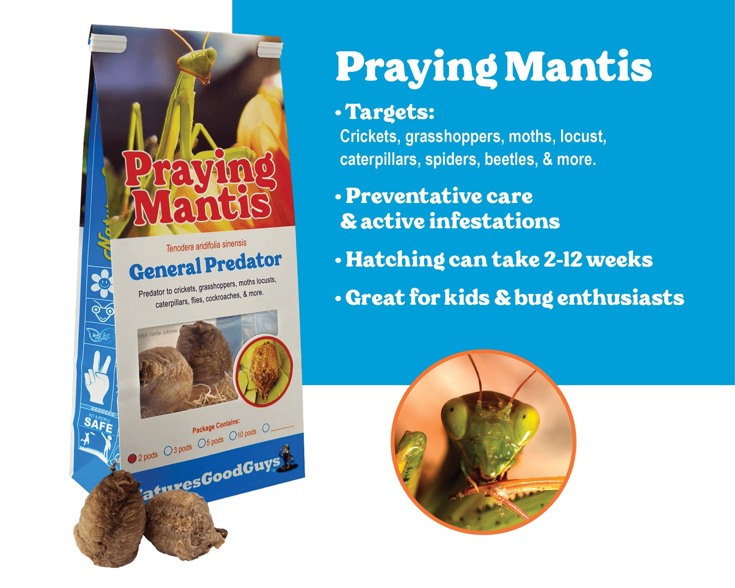 Praying Mantis Egg Cases product image 1