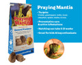 Praying Mantis Egg Cases 2 Egg Cases in Cup / No Ladybugs