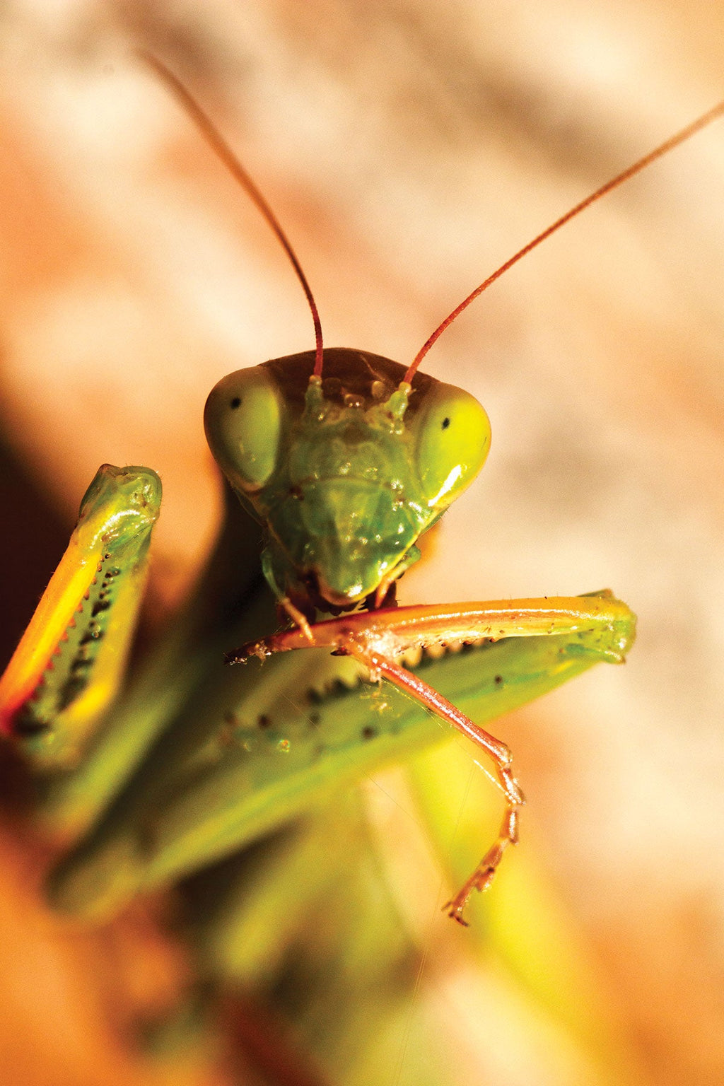 Praying Mantis Egg Cases product image 2