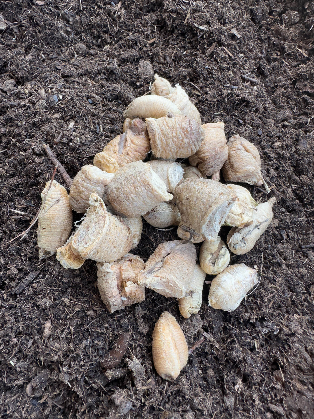 Praying Mantis Egg Cases product image 3