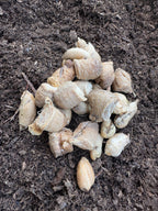 Praying Mantis Egg Cases product image 3