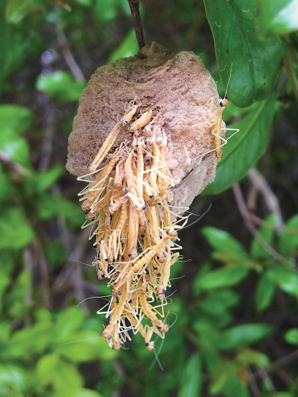 Praying Mantis Egg Cases product image 4